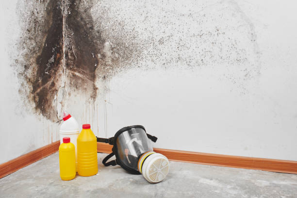 Best Certified Mold Removal  in Longtown, OK