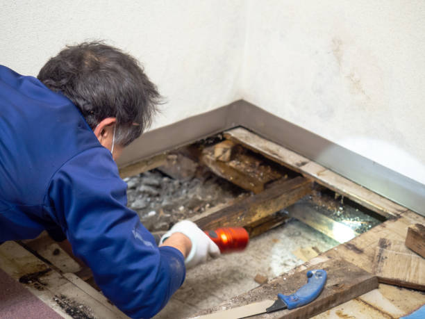 Mold Removal Process in Longtown, OK
