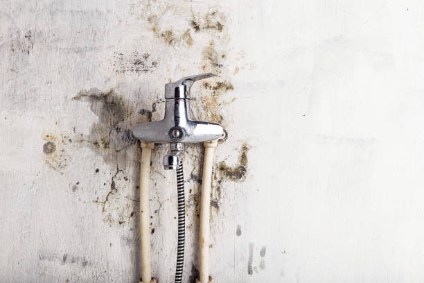 Best Mold Removal Company Near Me  in Longtown, OK