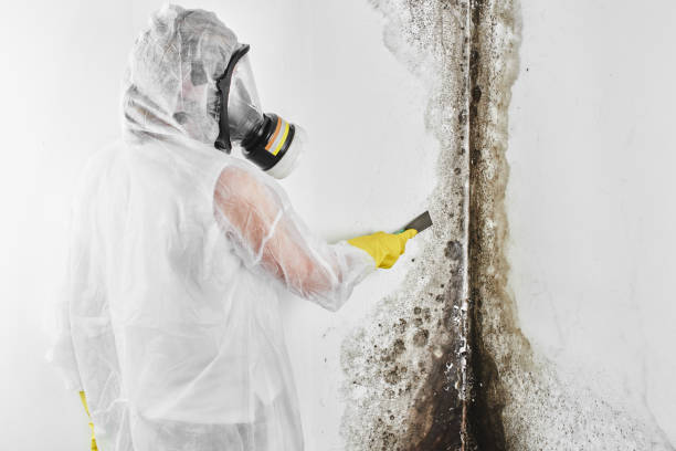 Best Affordable Mold Removal  in Longtown, OK