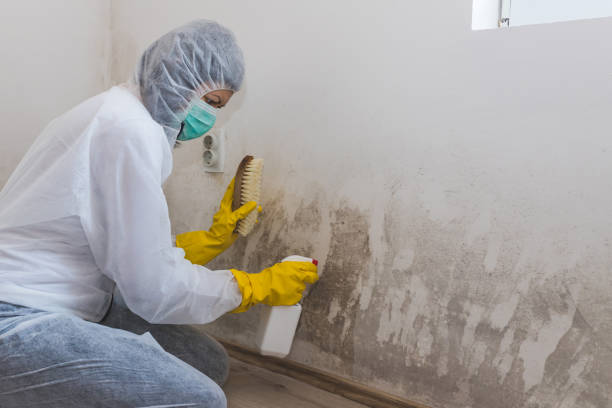 Mold Testing and Removal in Longtown, OK