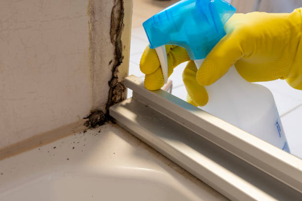 Best Office Mold Removal Services  in Longtown, OK