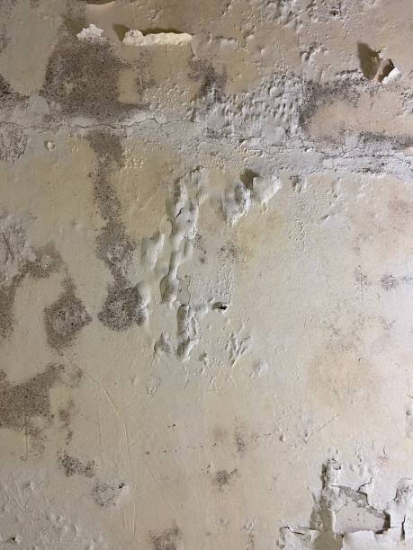 Best Mold Testing and Removal  in Longtown, OK