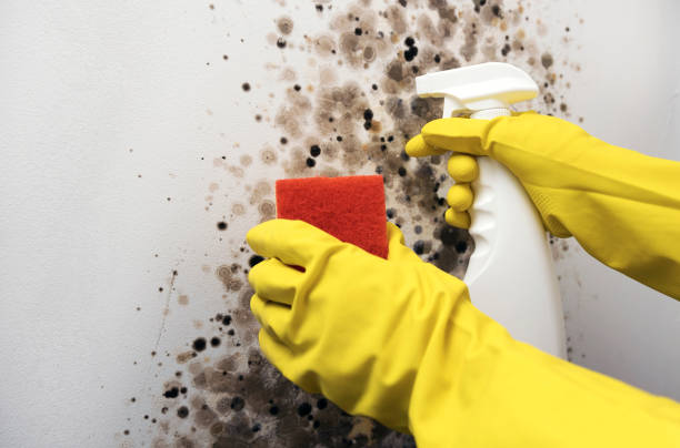Best Attic Mold Removal  in Longtown, OK